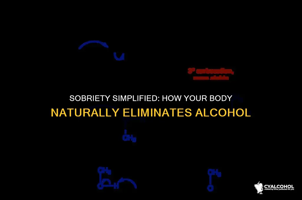 what eliminated alcohol from the bloodstream