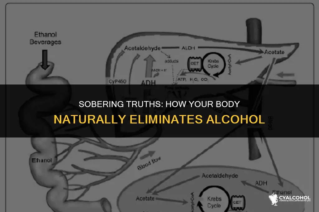 what eliminates alcohol from the bloodstream
