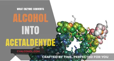 Unveiling the Enzyme Behind Alcohol Metabolism: From Ethanol to Acetaldehyde