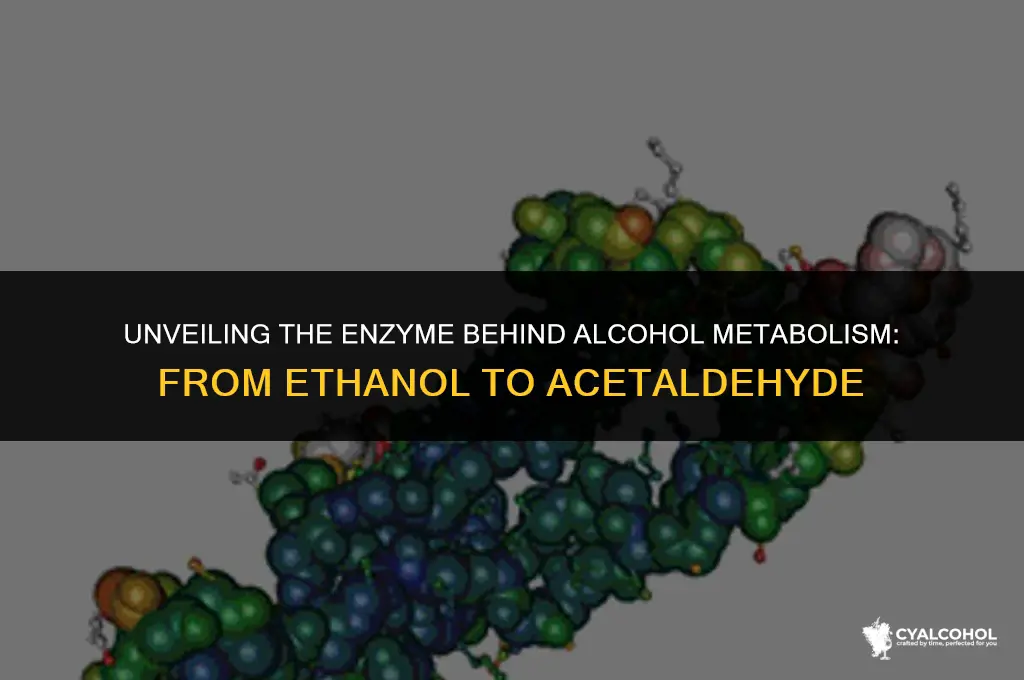 what enzyme converts alcohol into acetaldehyde