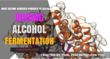 Pyruvate to Acetaldehyde: The Enzyme Behind Alcohol Fermentation