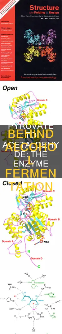 what enzyme converts pyruvate to acetaldehyde during alcohol fermentation