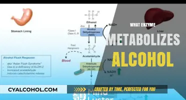 How the Liver Enzyme ADH Breaks Down Alcohol in Your Body