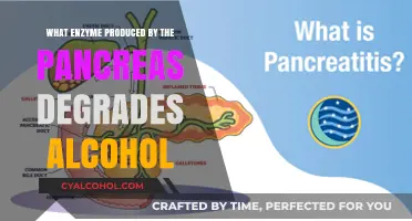 Pancreatic Enzyme Alcohol Dehydrogenase: Breaking Down Alcohol in the Body