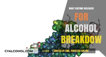 Unlocking the Secrets of Alcohol Metabolism: The Enzyme at Work