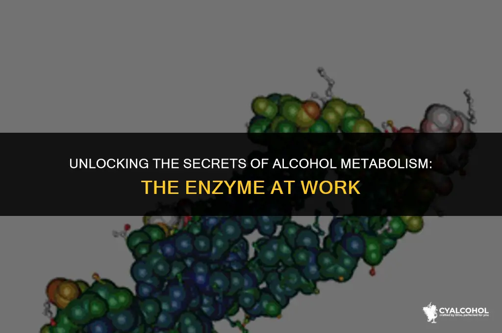 what enzyme released for alcohol breakdown