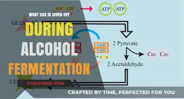 Unveiling the Gas Produced During Alcohol Fermentation: A Scientific Exploration