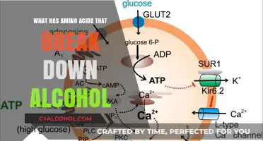 Amino Acids in Foods That Help Metabolize Alcohol Effectively