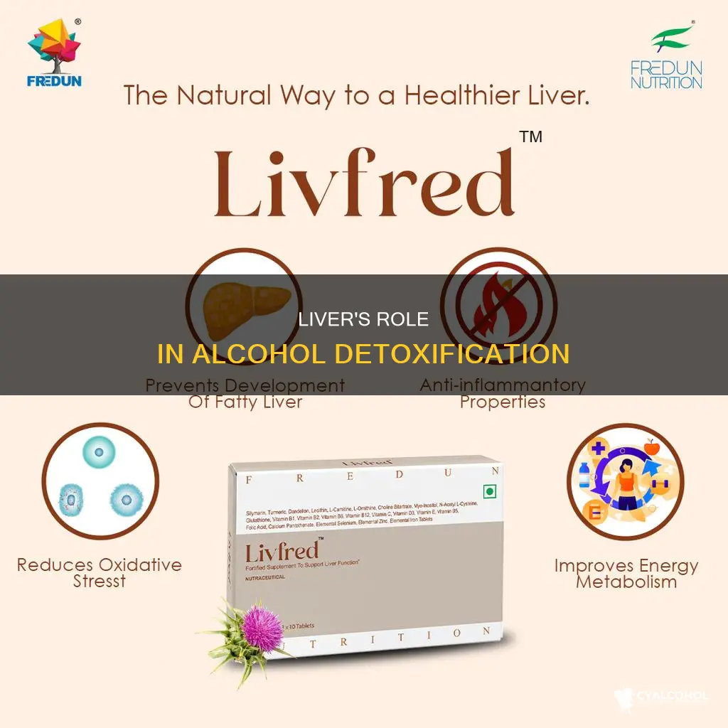 what has primary responsibility for eliminating alcohol from the bloodstream