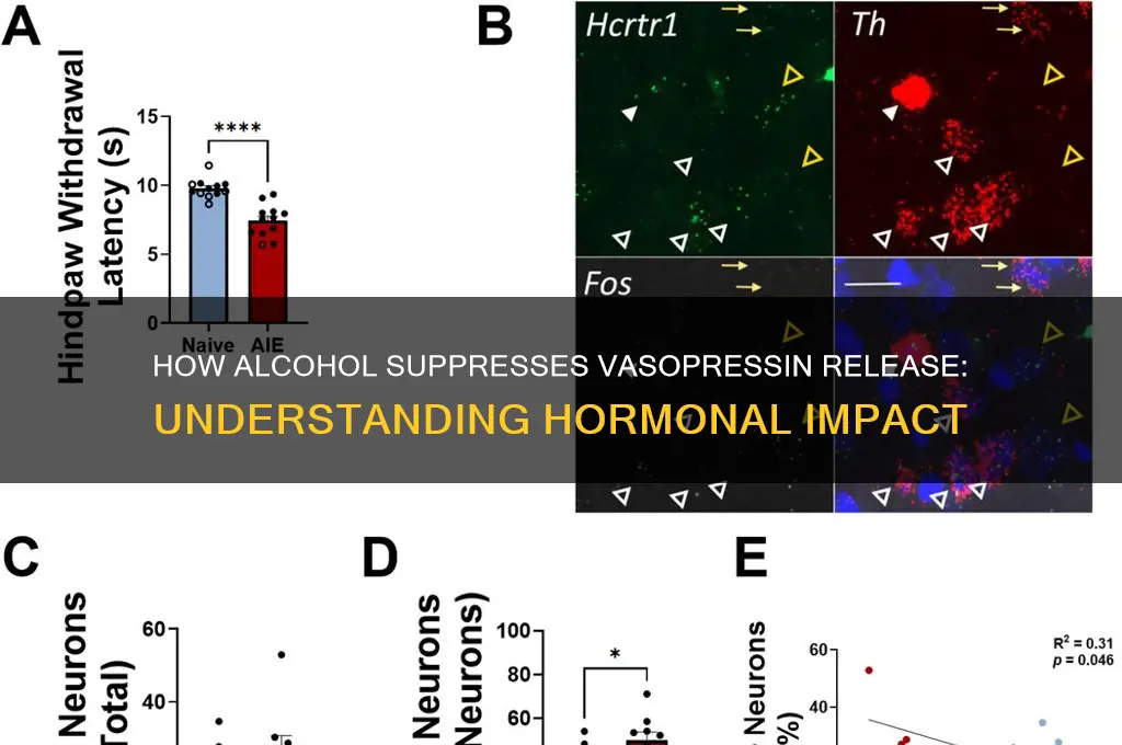 what hormone does alcohol inhibit the release of