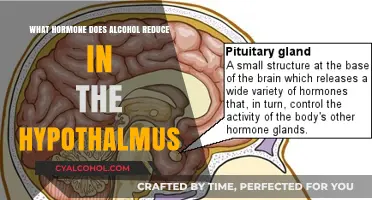 How Alcohol Lowers Hypothalamus Hormone Levels: Uncovering the Science