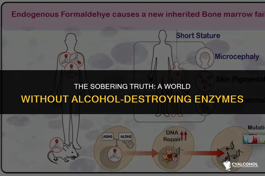 what if enzyme couldnt destroy alcohol