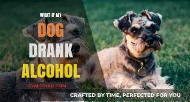 Paws and Reflect: The Surprising Truth About Dogs and Alcohol