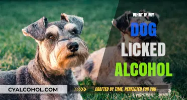 Paws and Reflect: The Surprising Truth About Dogs and Alcohol