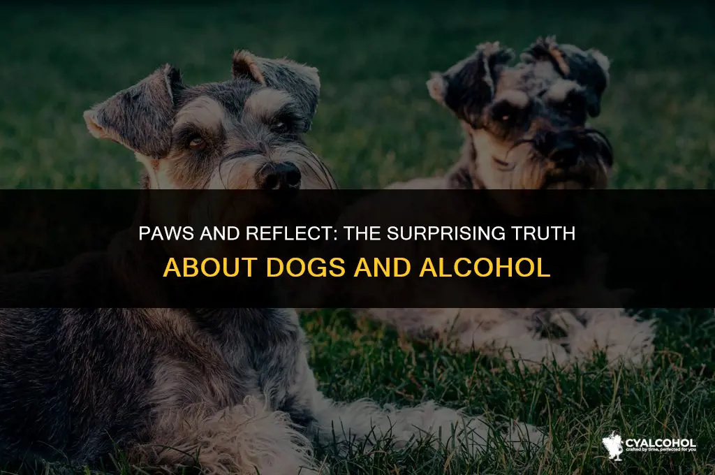 what if my dog licked alcohol