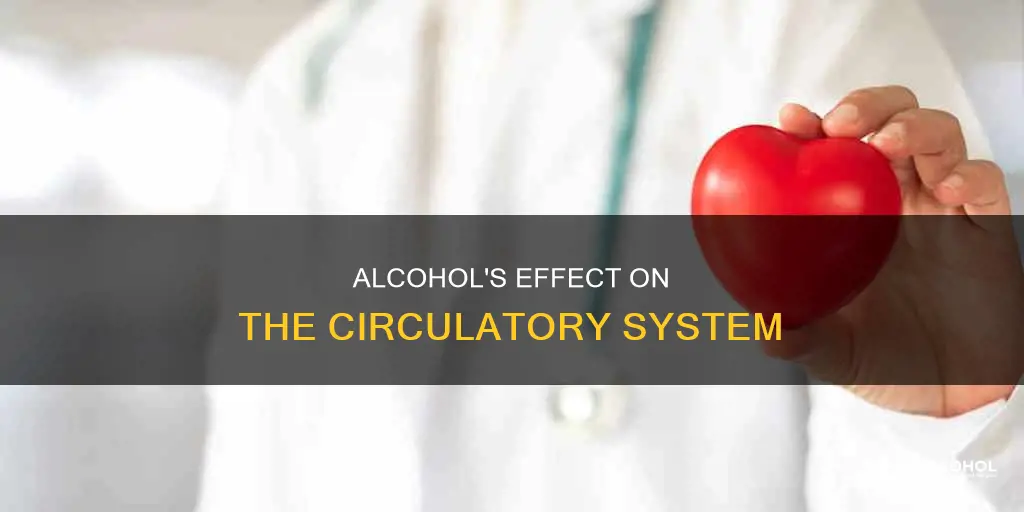what impact does alcohol have on the circulatoey system
