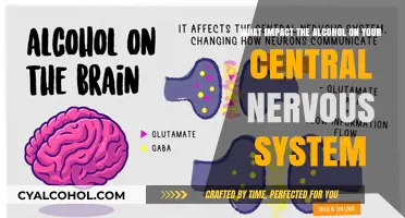 Alcohol's Effect on the Central Nervous System