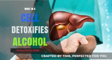 Unlocking Cellular Secrets: How Our Bodies Detoxify Alcohol Naturally