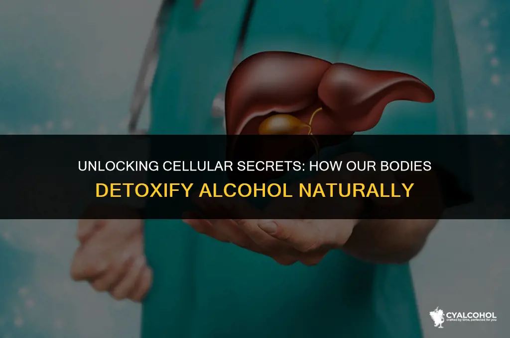 what in a cell detoxifies alcohol