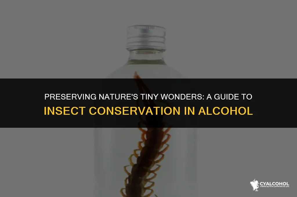 what insects to preserve in alcohol