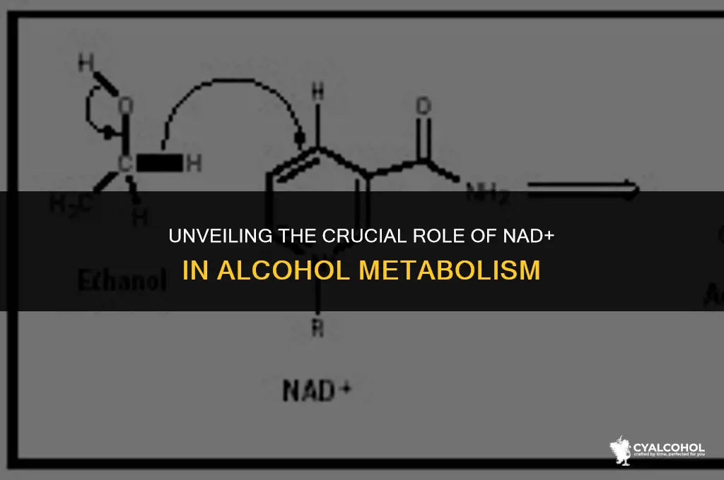 what ion binds to alcohol metabolize