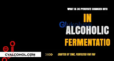 Pyruvate's Transformation: Alcoholic Fermentation's Magic