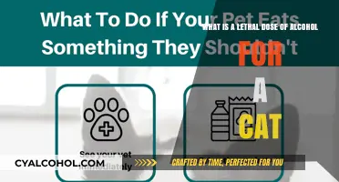 Cat Alcohol Poisoning: Understanding Lethal Doses