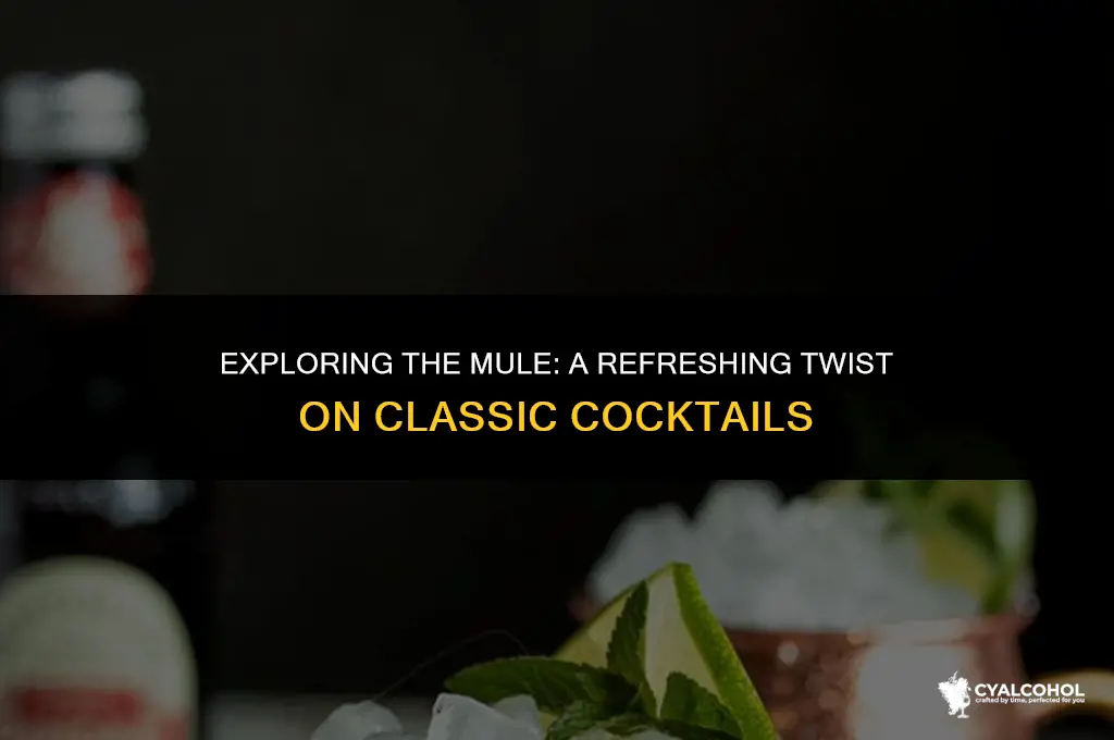what is a mule in alcohol