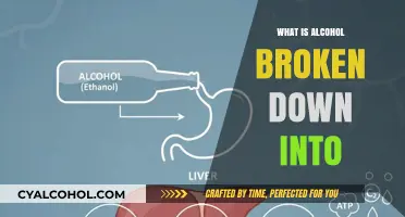 Unveiling the Science: How Your Body Metabolizes Alcohol