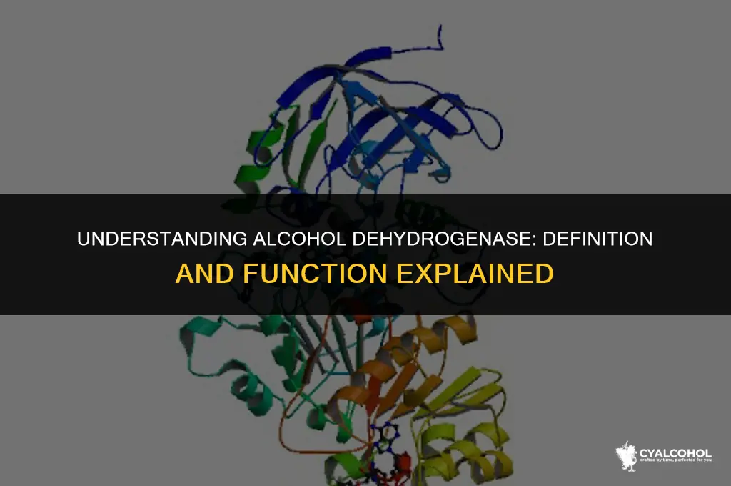 what is alcohol dehydrogenase definition & function