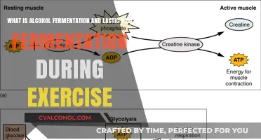 Fermentation: Alcohol and Lactic Acid During Exercise