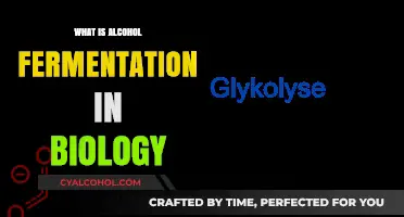Unveiling the Biology of Alcohol Fermentation: A Comprehensive Guide