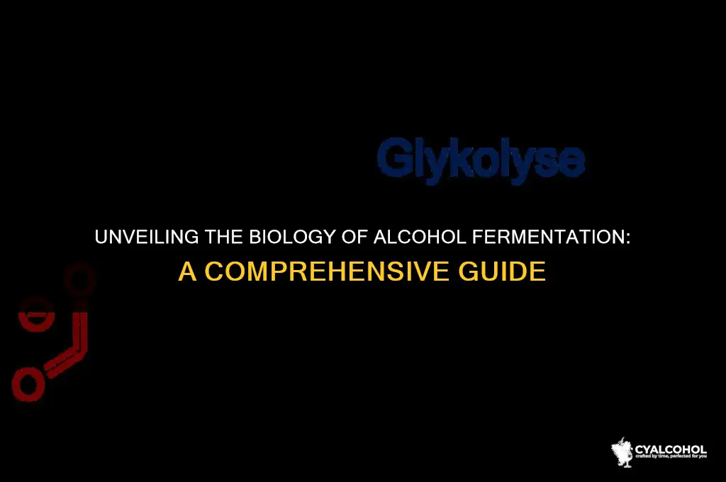 what is alcohol fermentation in biology
