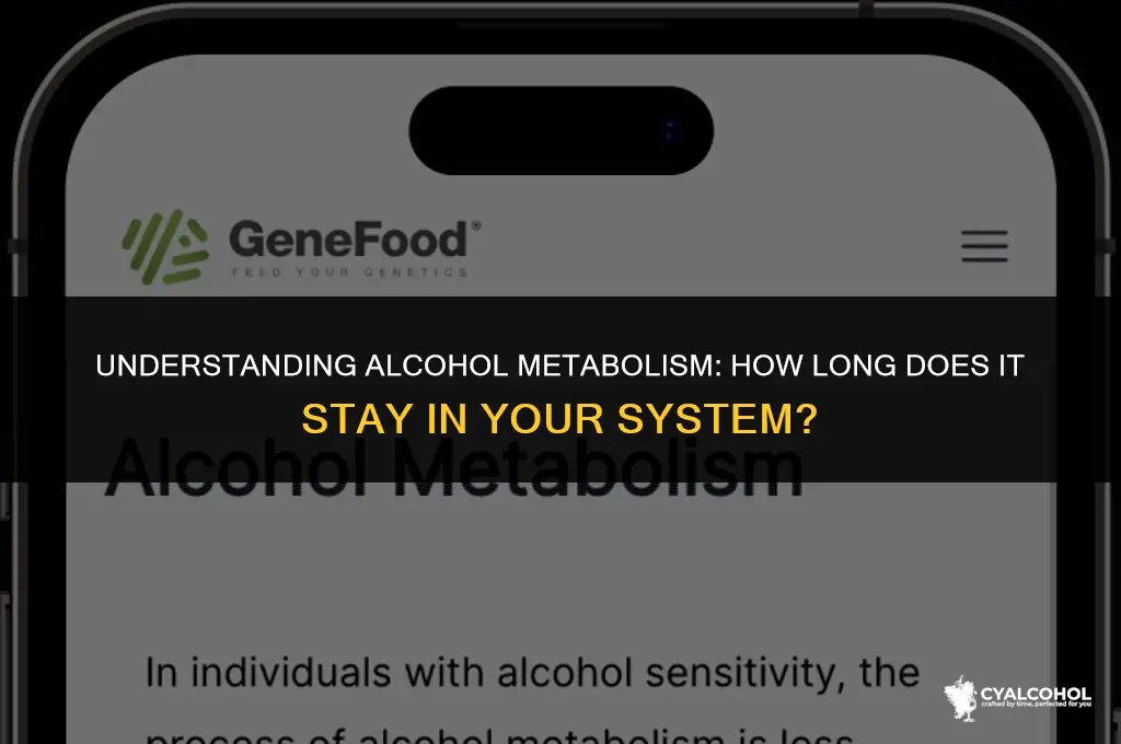 what is alcohol in your system