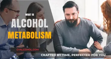 Understanding Alcohol Metabolism: How Your Body Processes and Breaks Down Alcohol