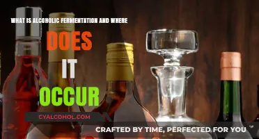 Alcoholic Fermentation: How and Where It Occurs