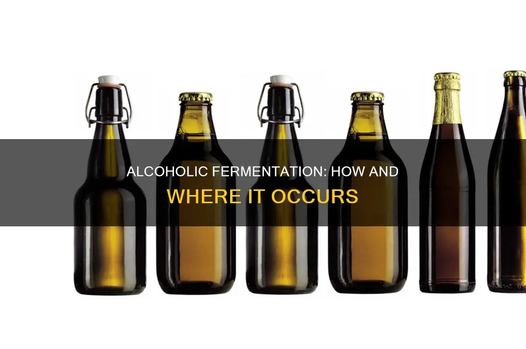 what is alcoholic fermentation and where does it occur