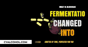 Unveiling the Transformation: What Alcoholic Fermentation Evolves Into