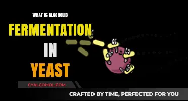 Unlocking the Secrets of Alcoholic Fermentation in Yeast: A Comprehensive Guide