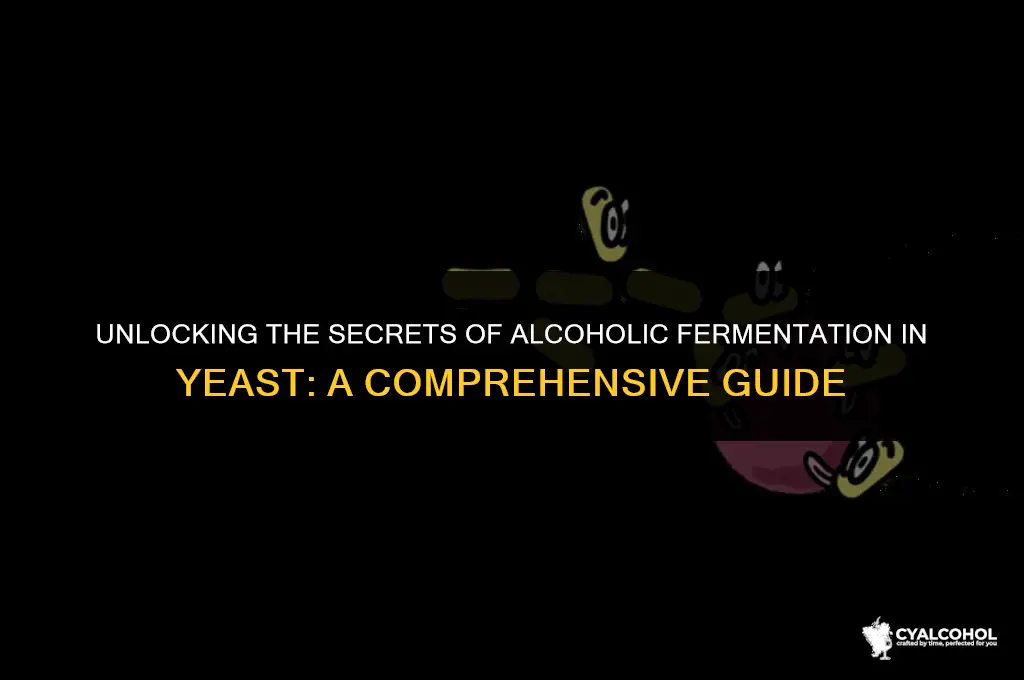what is alcoholic fermentation in yeast