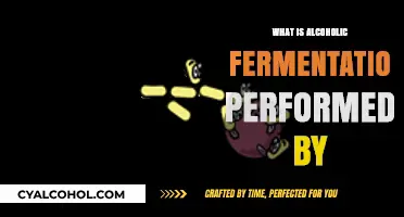 Microbial Maestros: Yeast's Role in Alcoholic Fermentation Explained