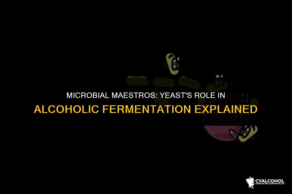 what is alcoholic fermentation performed by