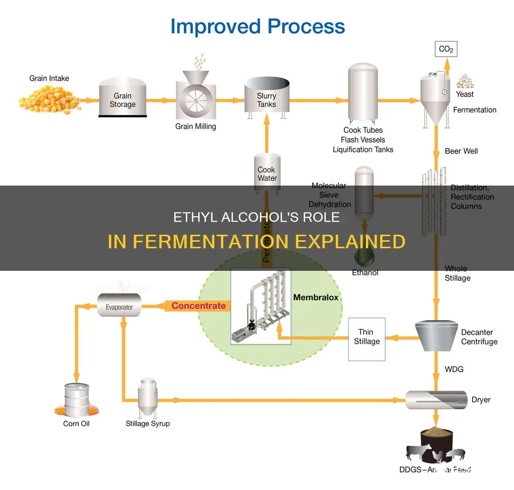 what is ethyl alcohol and why does it influence fermentation