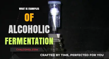 Exploring Examples of Alcoholic Fermentation: A Comprehensive Guide