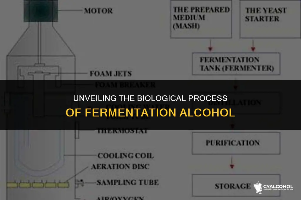 what is fermentation alcohol in biology