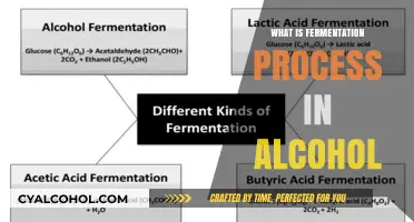 Unveiling the Art of Fermentation in Alcohol Production