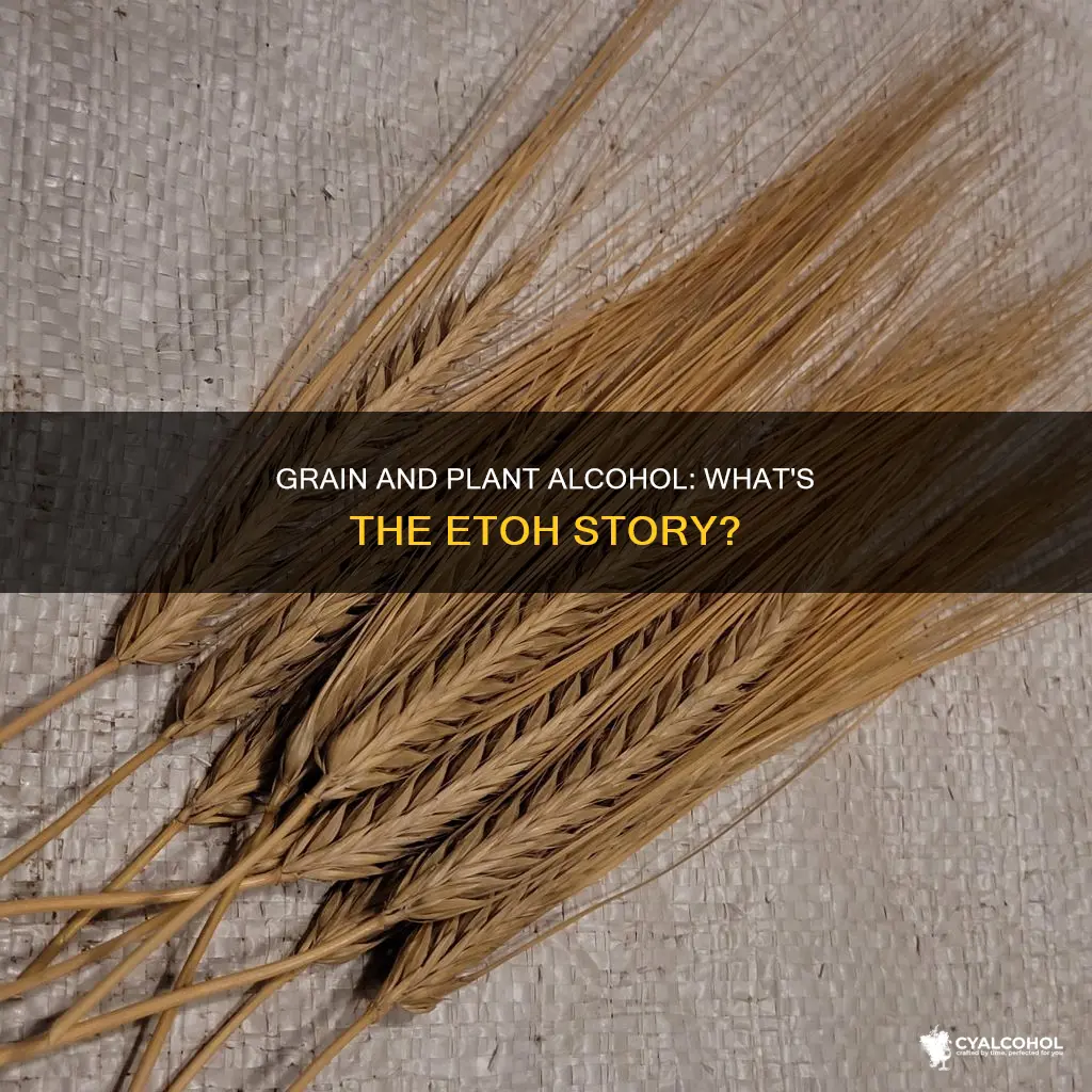 what is is grain and plant-derived alcohol etoh