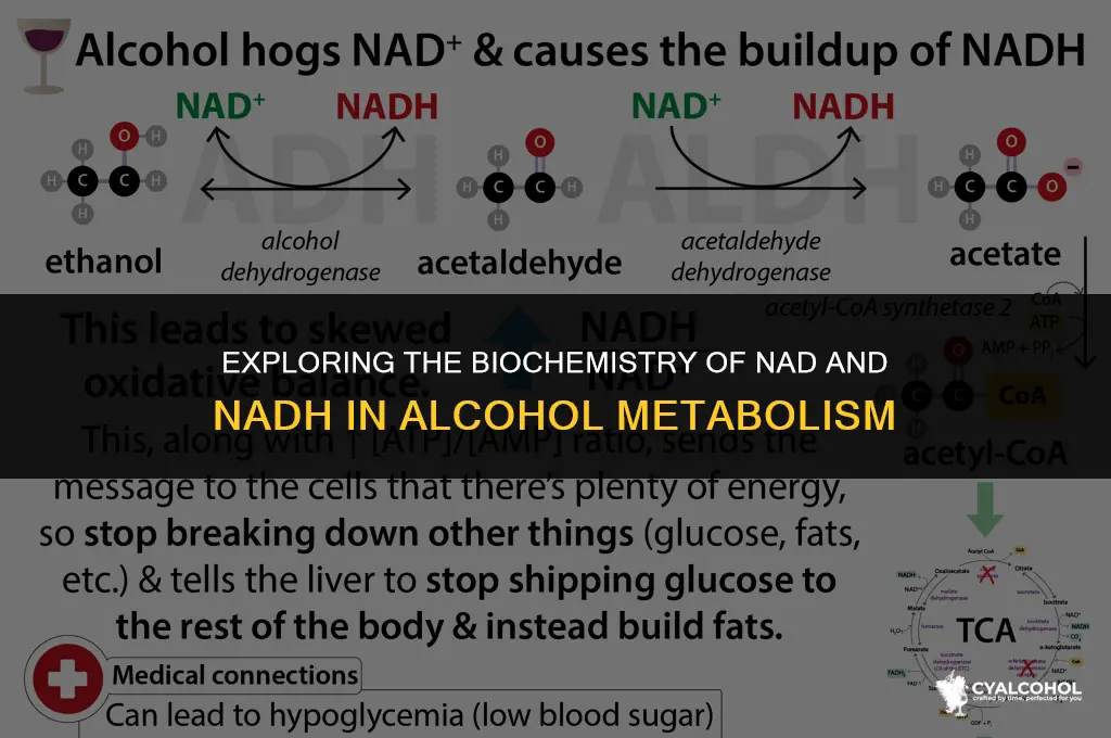 what is nad and nadh alcohol