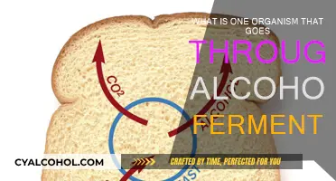 Yeast: The Alcohol Fermentation Superstar