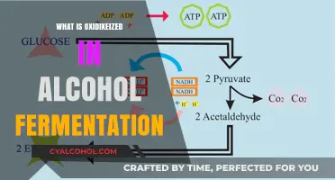 Unveiling the Mystery: What Gets Oxidized in Alcohol Fermentation?